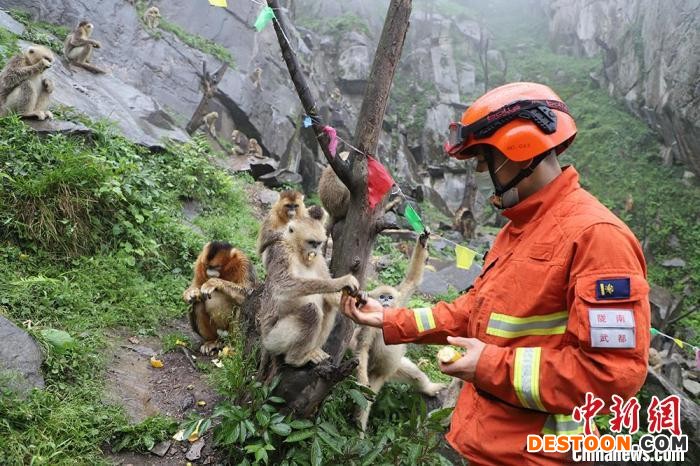 图为消防员投喂国家一级保护动物川金丝猴。 王琨 摄