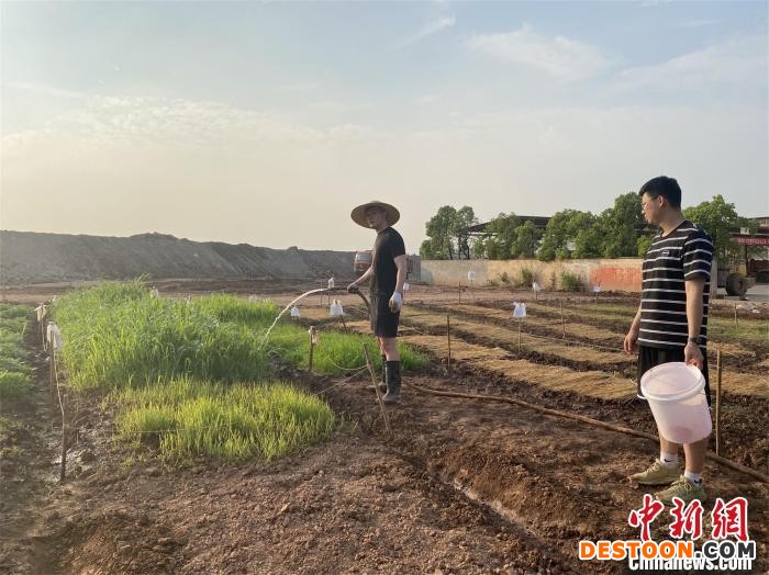 团队精心管理“试验田”植物 武汉理工大学供图
