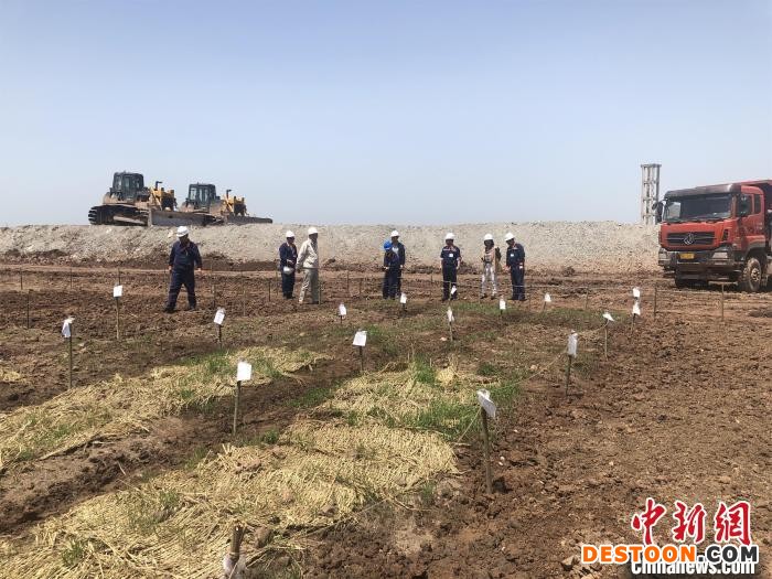 在尾矿库开辟的“试验田” 武汉理工大学供图