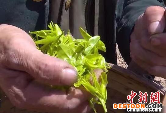“中国枣乡”山西柳林：枣芽变废为宝成绿茶助农增收
