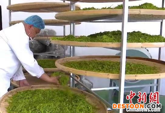 当前，药茶公司已迎来今年的制茶高峰期，加工车间内晾制的枣芽茶散发出阵阵清香。 柳林县融媒体中心供图