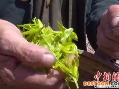 “中国枣乡”山西柳林：枣芽变废为宝成绿茶助农增收
