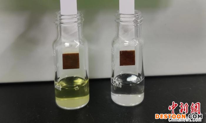 改造后用于制备葡萄糖的酵母菌株发酵液(棕色溶液)，及制备的葡萄糖(白色溶液)。 研究团队 供图