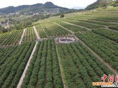 四川达州近千亩“蓝莓谷”即将迎来采摘季