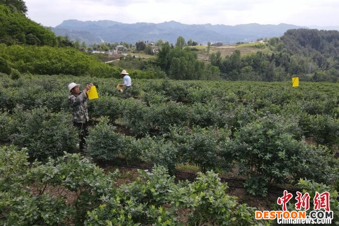 农民正在蓝莓果园内进行防蚊驱虫作业。 张浪 摄