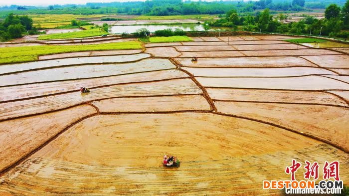 农户驾驶旋耕机平整田地 陈家乐 摄