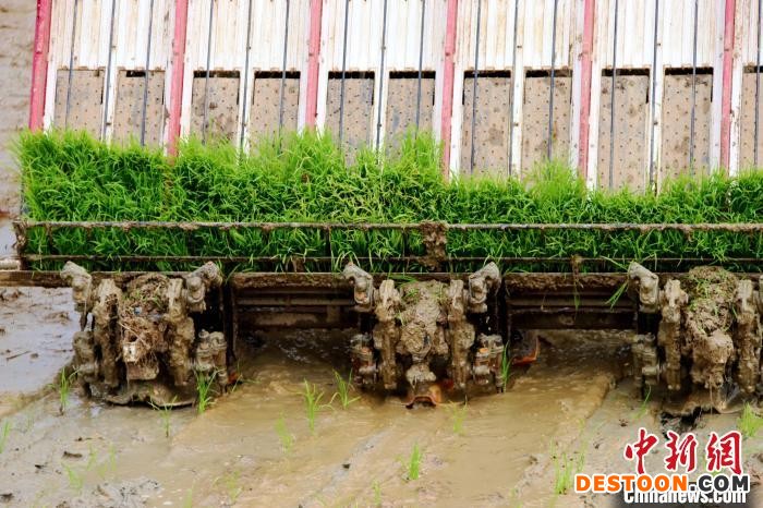 水稻插秧机在精细化播种秧苗 陈家乐 摄