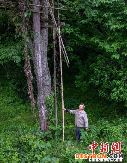 4月29日，护鸟人胡光明在观察鸟类的生活规律。 田锦泓 摄