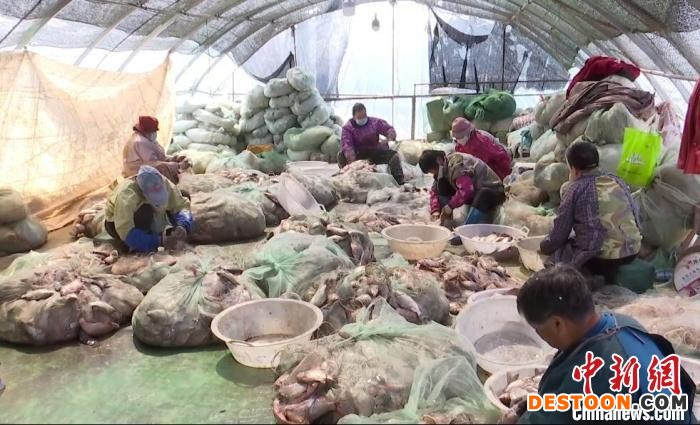 渔民们忙着从渔网上摘鱼清洗. 张驰 摄