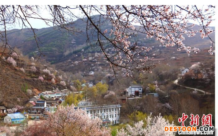图为杏花在山间梯田盛开。 马万安 摄