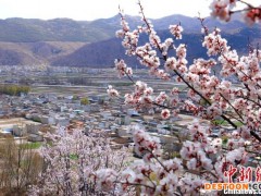 甘肃岷县杏花点缀层层梯田 乡村田园风光无限
