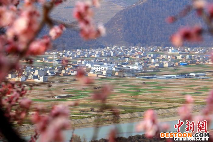 图为盛开的杏花与白墙灰瓦的房屋交相辉映。 马万安 摄