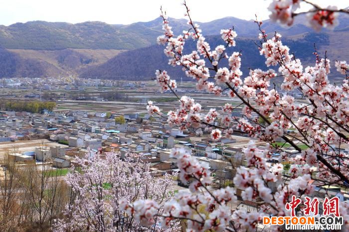 甘肃岷县杏花点缀层层梯田乡村田园风光无限