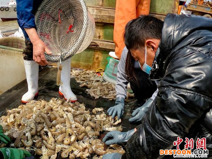 唐山市丰南区黑沿子镇码头渔民在整理休渔前最后一网捕获的海鲜。 崔光 摄
