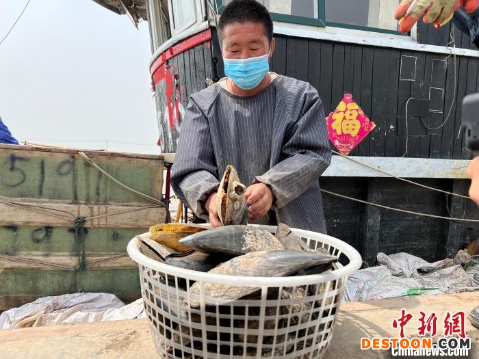 唐山市丰南区黑沿子镇码头渔民在整理休渔前最后一网捕获的海鲜。 崔光 摄