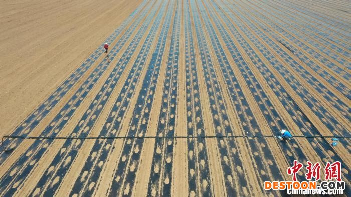 图为曲周县棉花播种现场，装有北斗导航系统的农机在田间播种棉花。 王喜民 摄