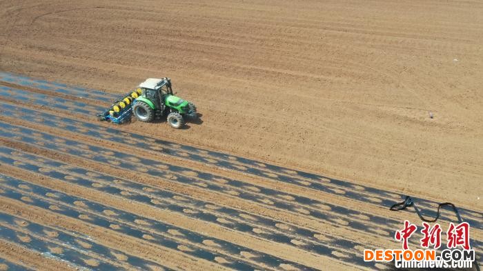 亩栽近8000株邯郸曲周棉花种植实现全程机械化