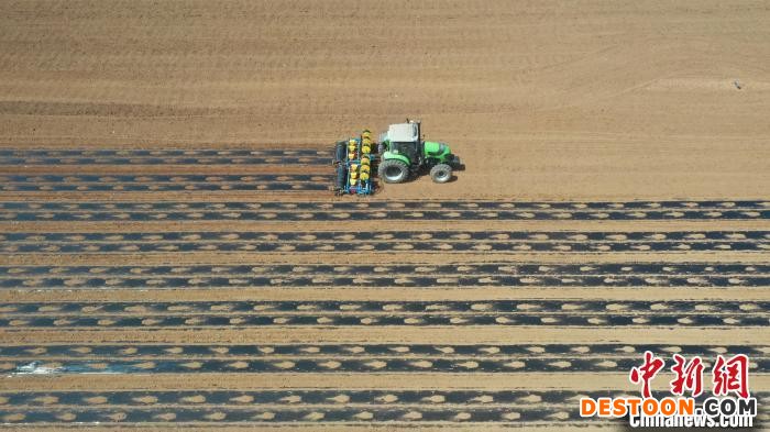 图为曲周县棉花播种现场，装有北斗导航系统的农机在田间播种棉花。 王喜民 摄