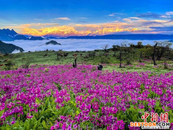 春天的牛背山花海。 游蓉萍 摄