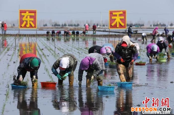 庆安插下“龙江第一苗”。 李海天 摄