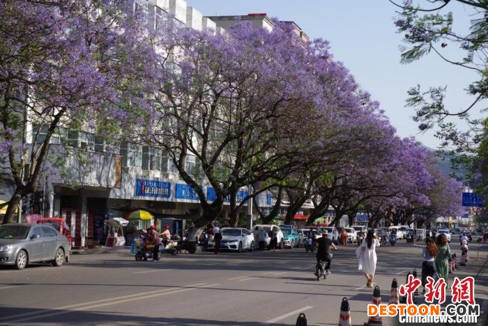 西昌城区蓝花楹迎来花期。 宋明 摄