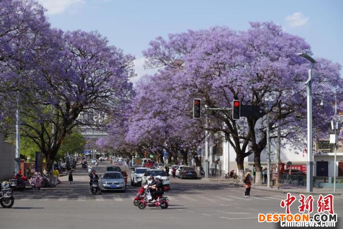 西昌城区蓝花楹迎来花期。