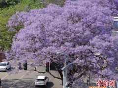 四川西昌：蓝花楹绽放成“梦幻花海”