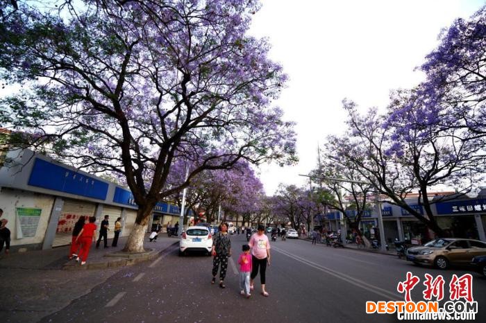 西昌城区蓝花楹迎来花期。 宋明 摄