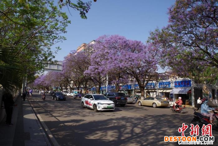 西昌城区蓝花楹迎来花期。 宋明 摄