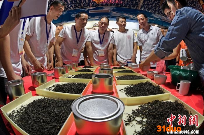 资料图：福安市坦洋工夫杯斗茶赛现场。 郑祖辉 供图