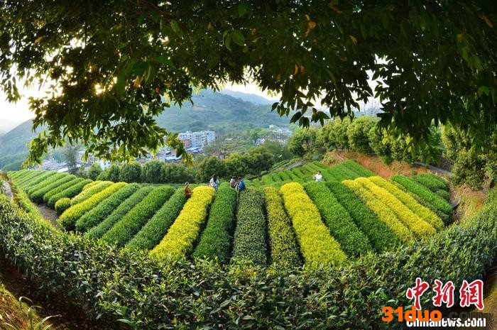 资料图：位于福安市社口镇的省茶叶研究所内的五彩茶园。 陈立珍 摄