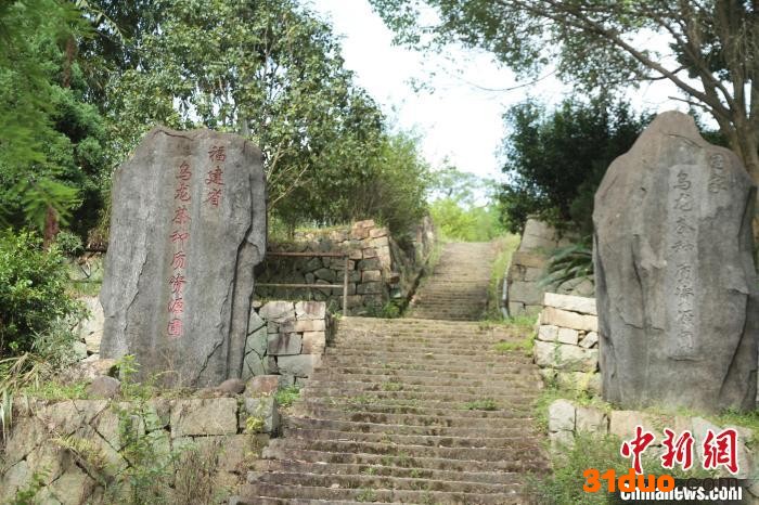 资料图：位于福安市社口镇的省茶叶研究所内的国家级、省级种质资源圃。 郑祖辉 供图