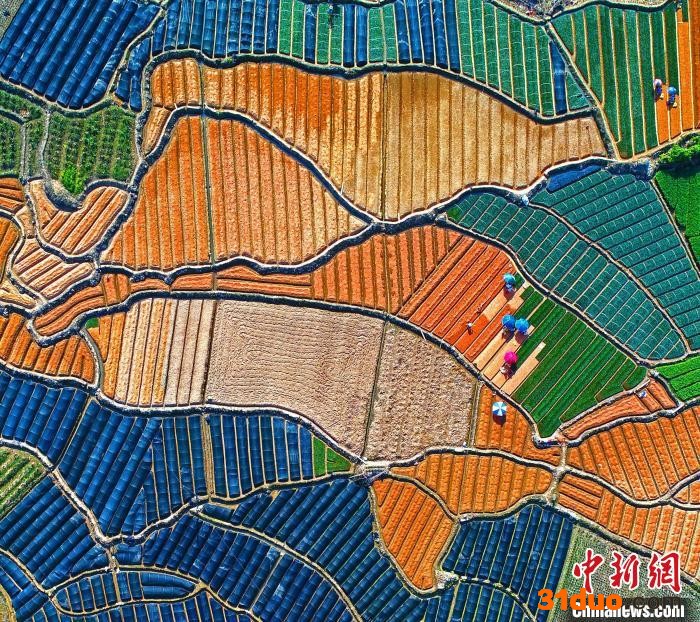 资料图：位于福安市甘棠镇的国家区域性茶树良种繁育基地。 席国胜 摄