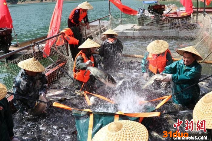 图为岚皋县大水面养殖企业捕鱼。 安康市农业农村局供图