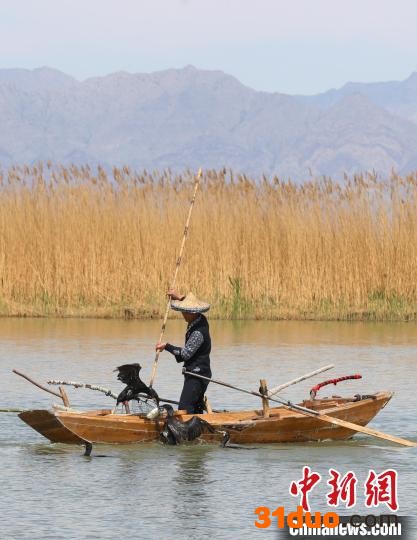 宁夏沙湖“鸬鹚捕鱼”成靓丽风景