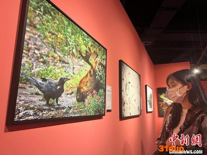 此次展览共展出作品近150幅，并首次增设中国专区作品。图为合肥市民正在参观作品。 储玮玮 摄