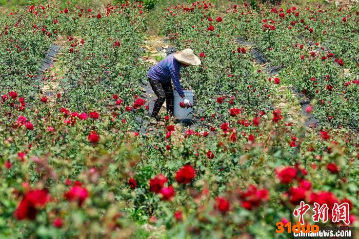 花农在采摘“墨红玫瑰”。 施亚磊 摄