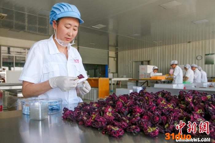 工人在烘制玫瑰花。 施亚磊 摄