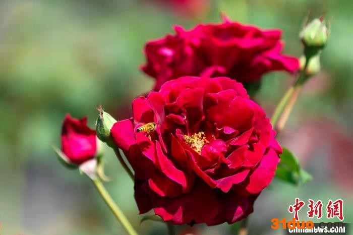 初夏时节，“墨红玫瑰”陆续进入采摘期。 施亚磊 摄
