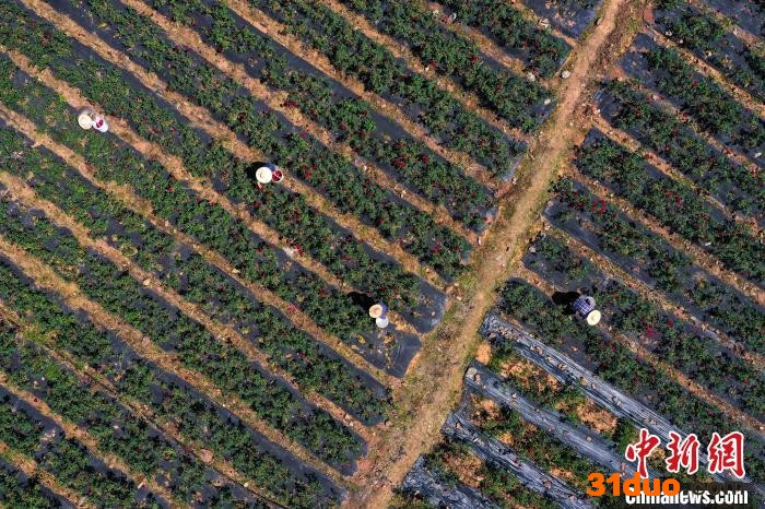 航拍花农在采摘“墨红玫瑰”。 施亚磊 摄