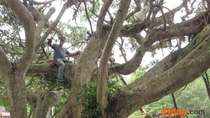 台湾苗栗县公馆乡行修寺前老榕树10多年来粉末介壳虫害缠身，当地开展救树行动。 图片来源：台湾联合新闻网 范荣达 摄