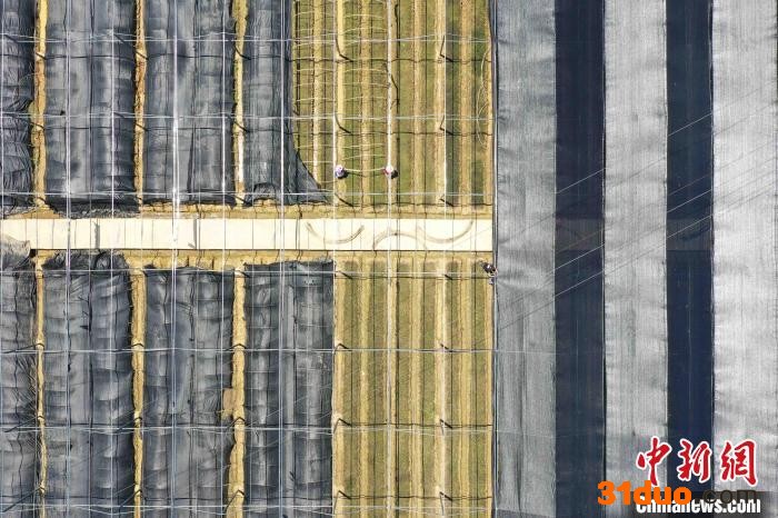 村民在何坝村淫羊藿育苗基地大棚内拉盖遮阳网。 李鹤 摄