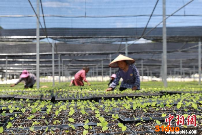 村民在江口县民和镇何坝村淫羊藿育苗基地大棚内管护幼苗。 李鹤 摄