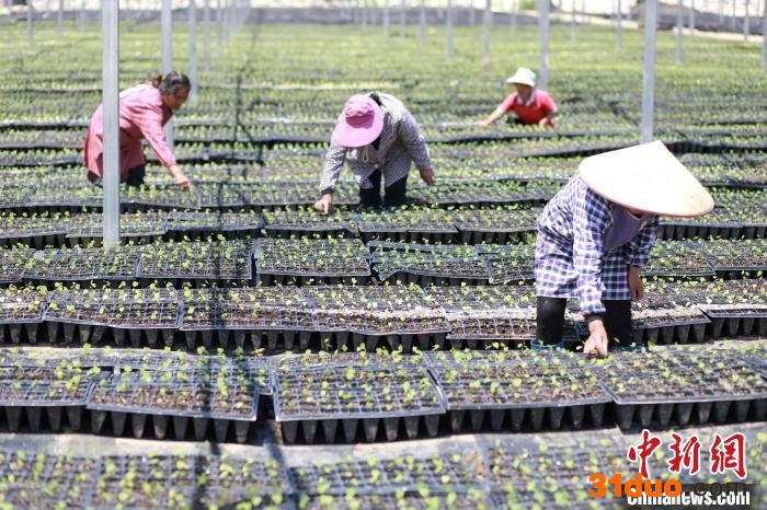 村民在江口县民和镇何坝村淫羊藿育苗基地大棚内管护幼苗。 李鹤 摄