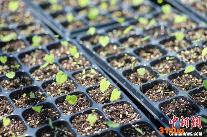 淫羊藿幼苗 李鹤 摄