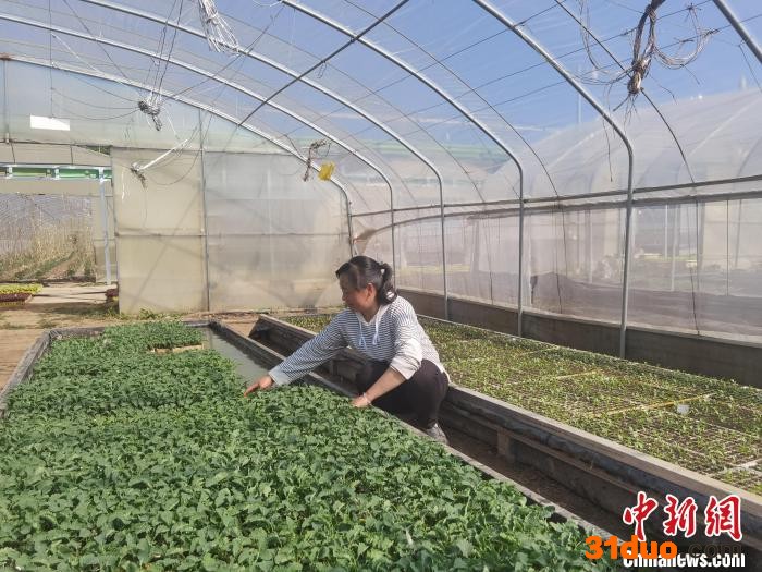 张爱芳正在蔬菜大棚进行日常工作。 受访者供图
