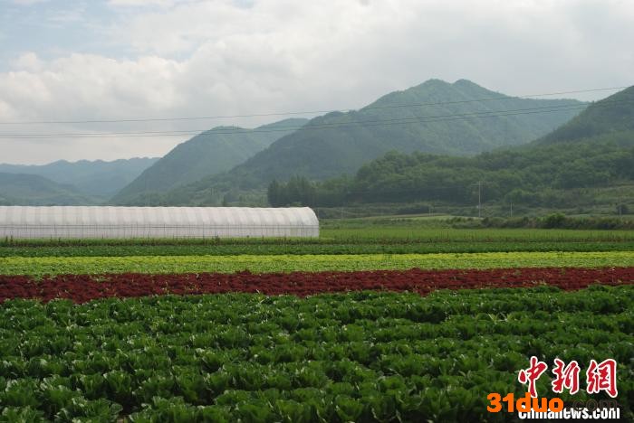 蔬菜产业已成为太白县农业增效、农民增收的主要支撑。 受访者供图
