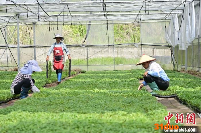 村民在从江县丙妹镇大塘村辣椒育苗基地管护辣椒苗。 吴德军 摄