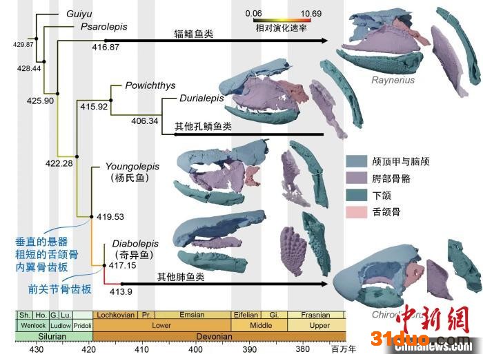 肺鱼及其近亲的分化时间、性状演化速率以及代表属种的头部骨骼。 崔心东 供图