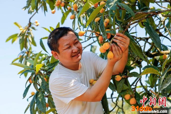 果农在安徽省黄山市歙县瀹潭村采摘枇杷。 施亚磊 摄